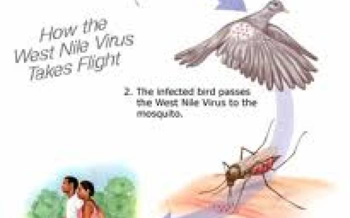 Mosquito Safety: Preventing West Nile Virus